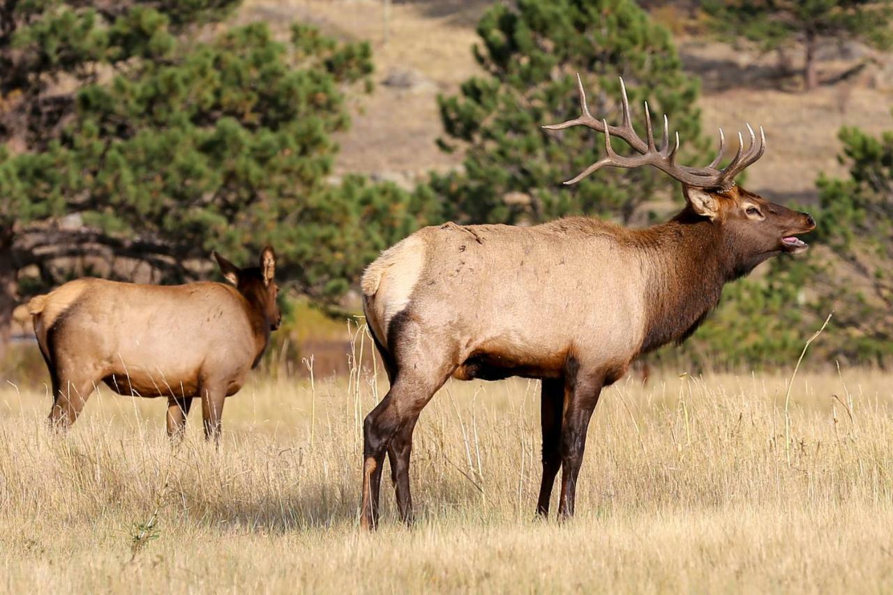 Apartamento Quiet In The Pines - Permit #3120 Estes Park Exterior foto